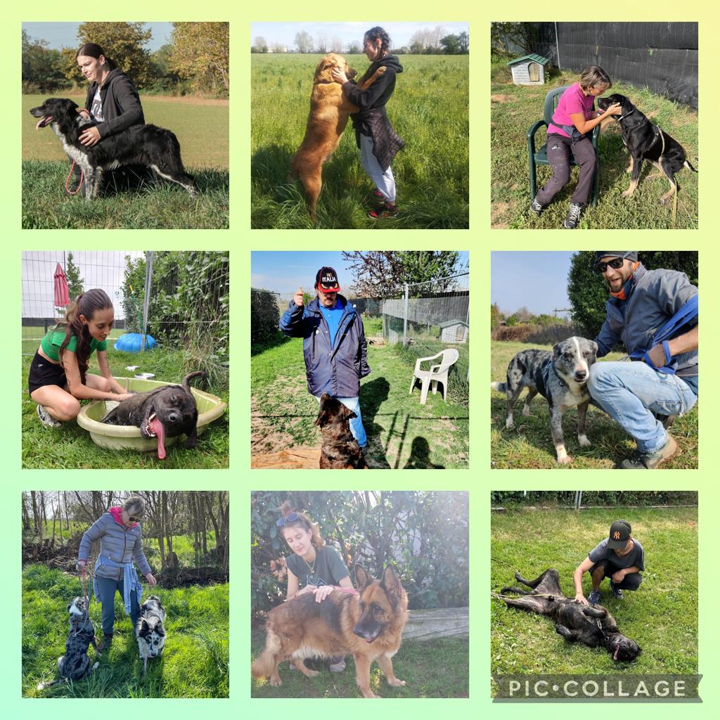 Diventa Volontario Associazione per la difesa degli Animali