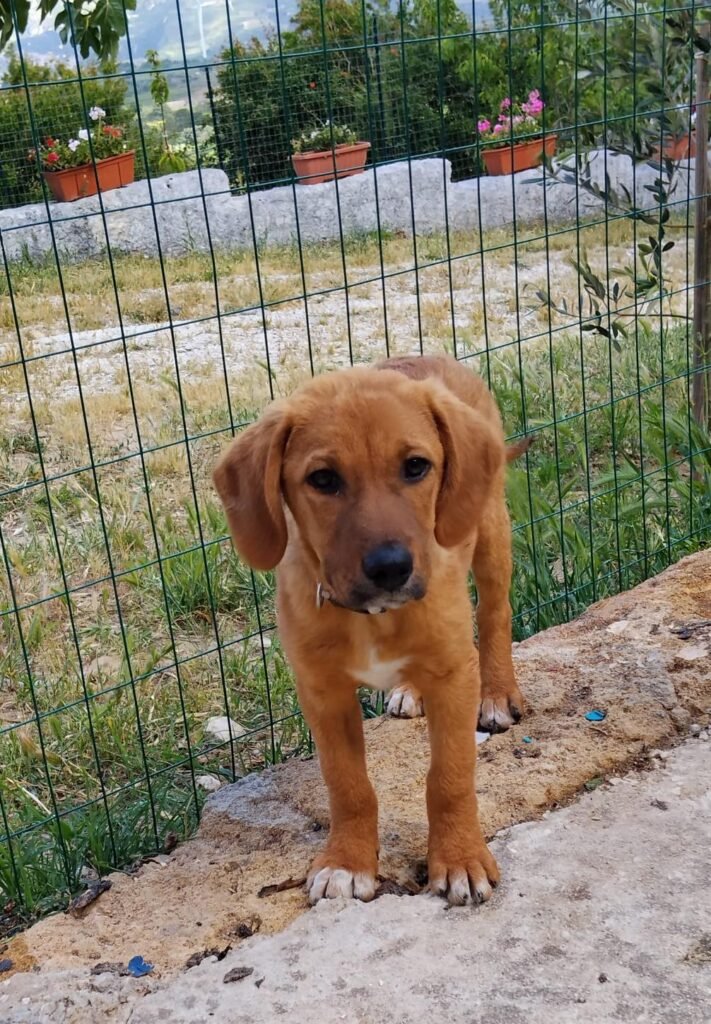 SNOOPY