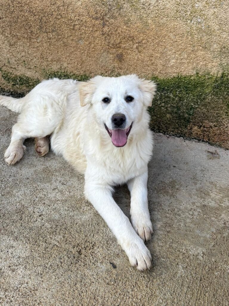 ADOR