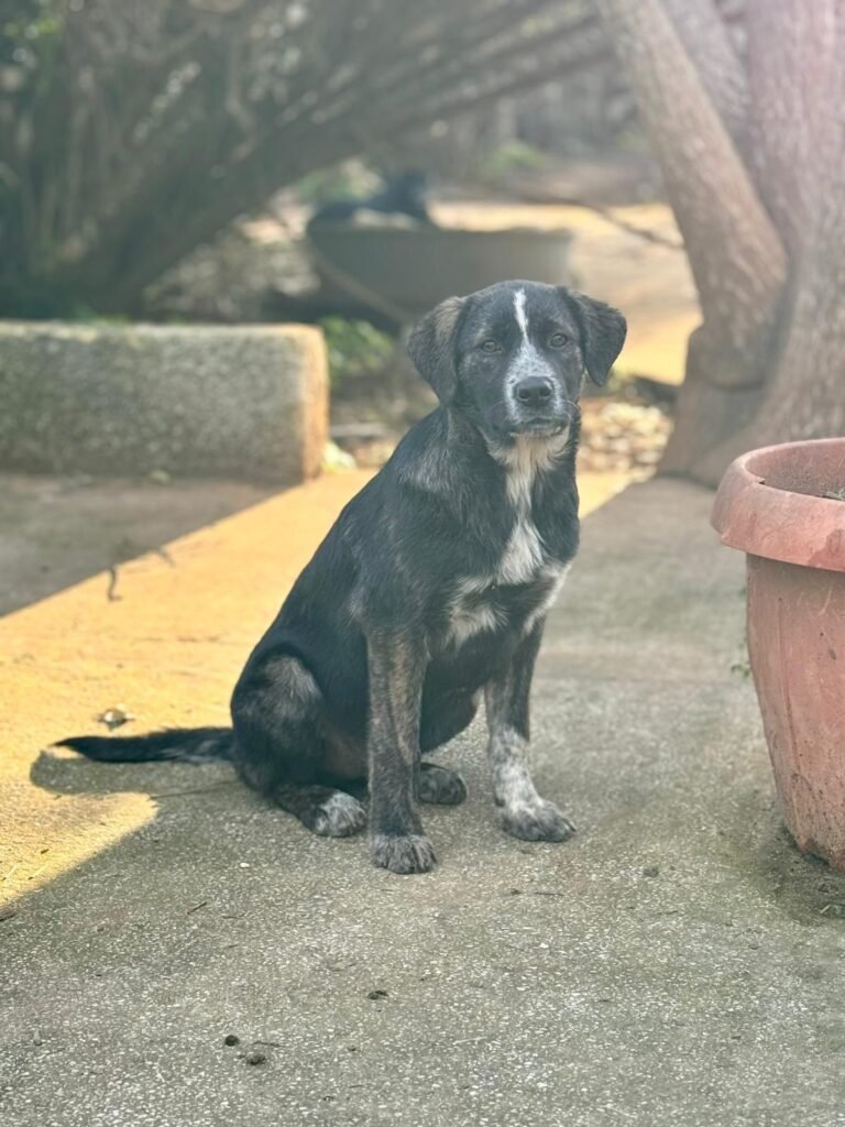 GRETA