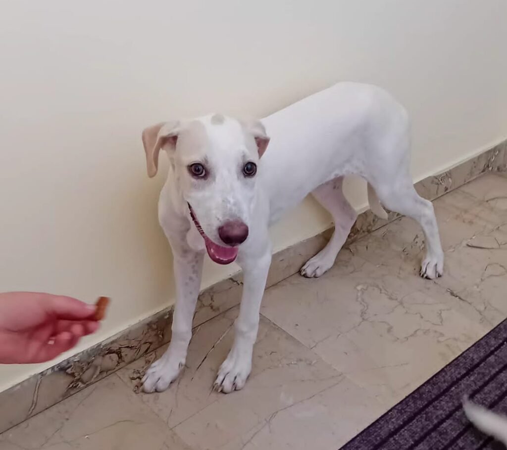 LUNETTA