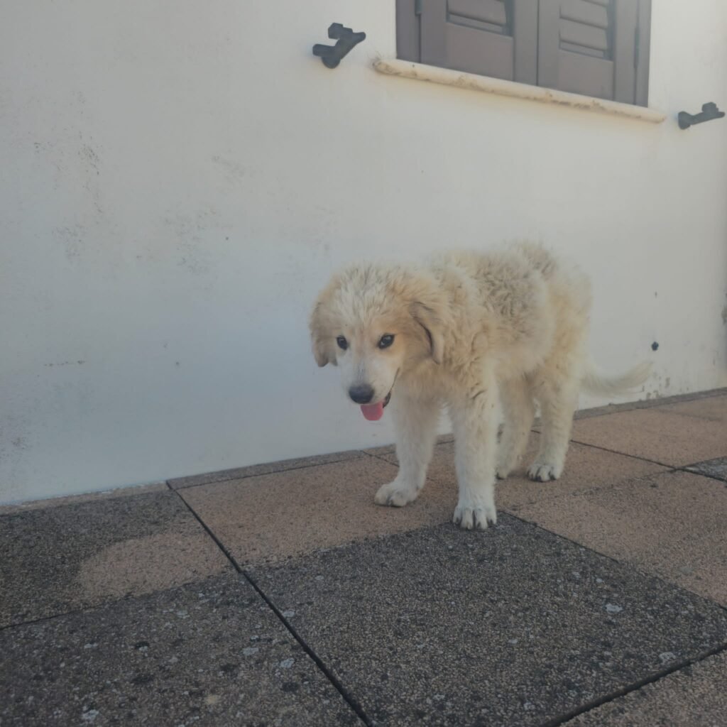 LILLO