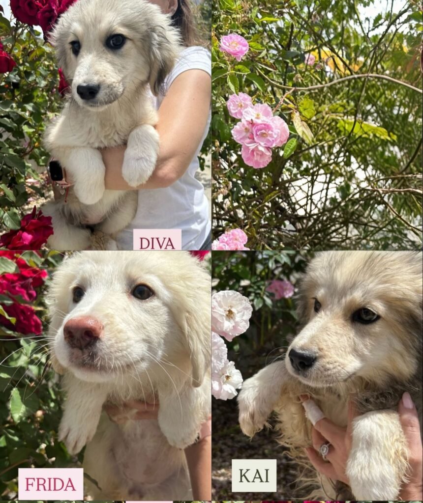 DIVA