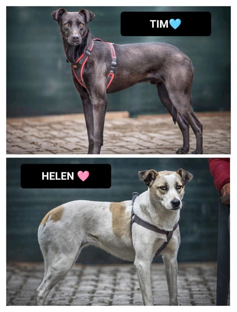 TIM ed HELEN