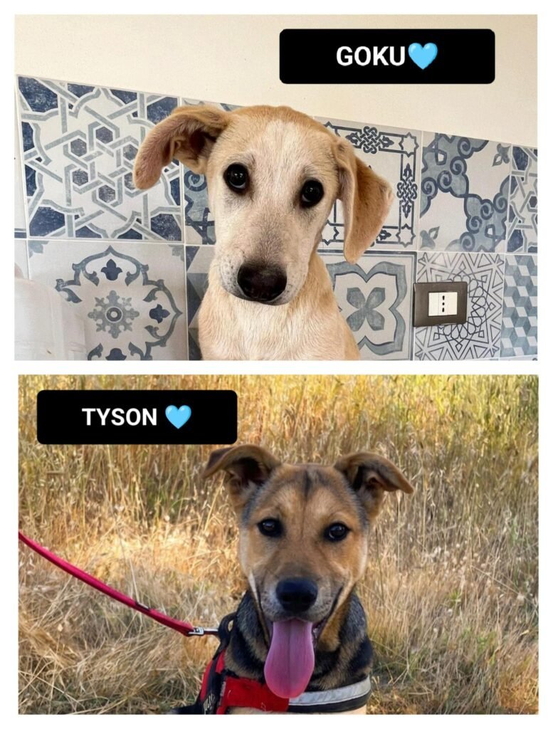 GOKU e TYSON