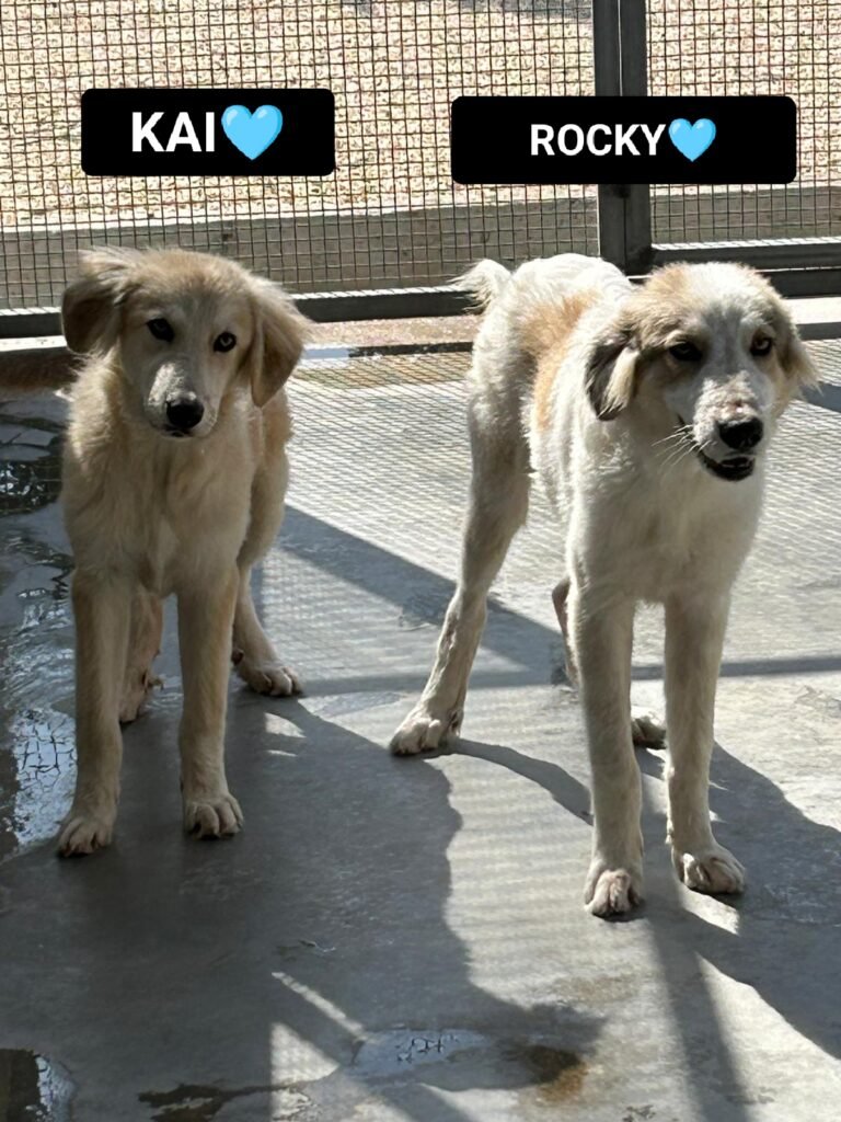 ROCKY e KAI