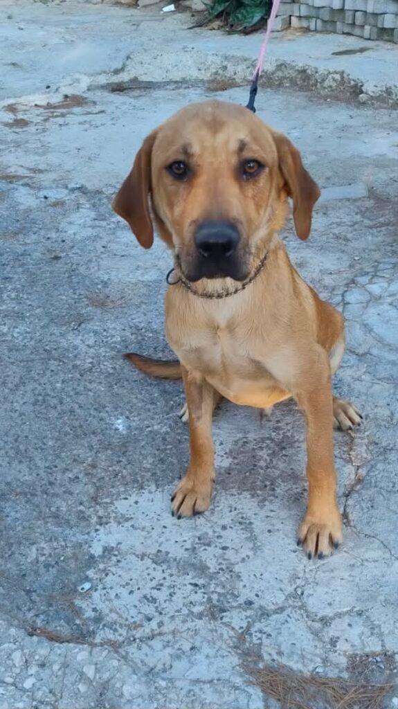 ATHOS