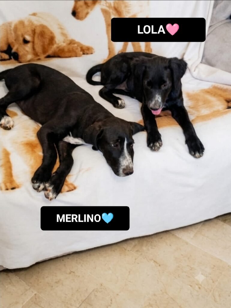 LOLA e MERLINO