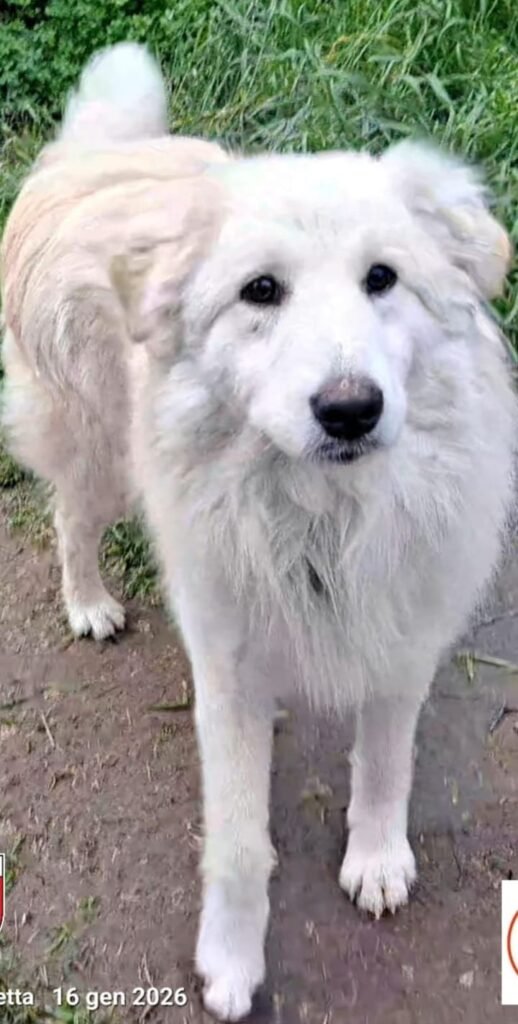 SAMMY