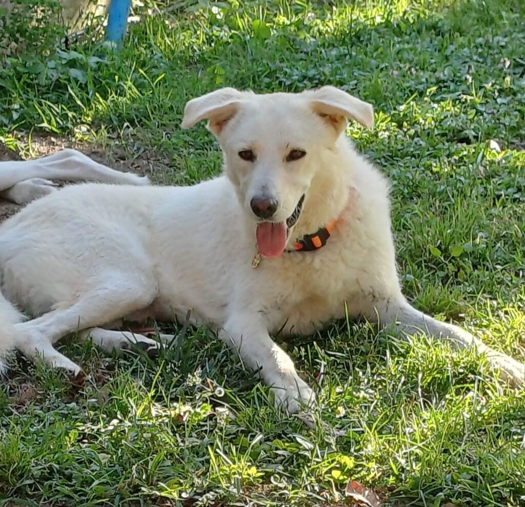 DIANA