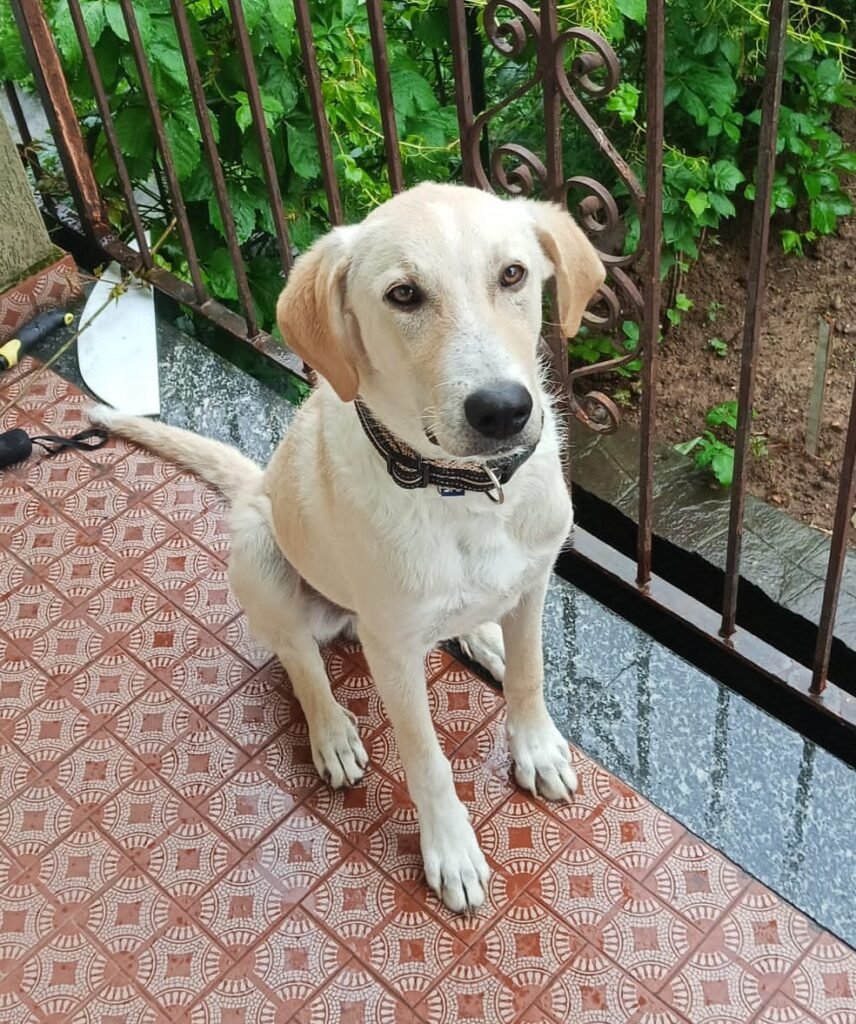 MAURO