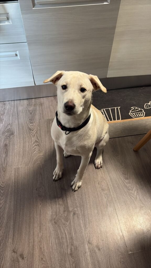 GIGI