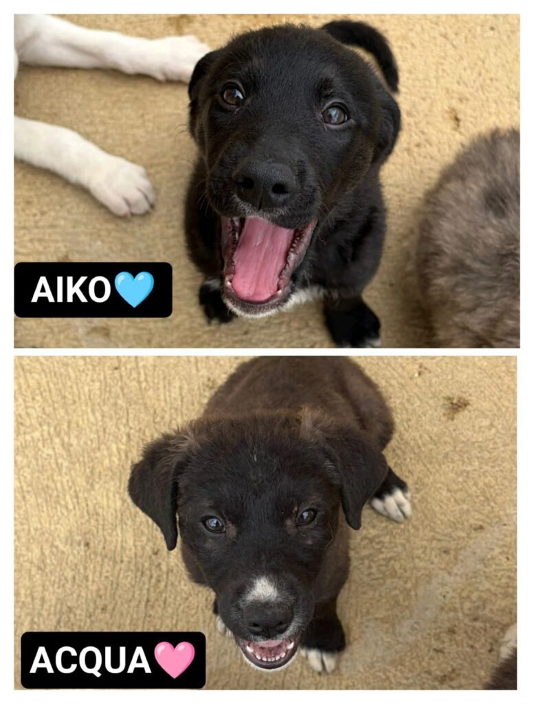 AIKO e ACQUA