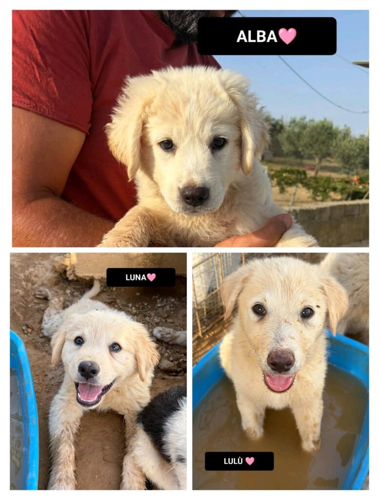 LULÙ, LUNA e ALBA