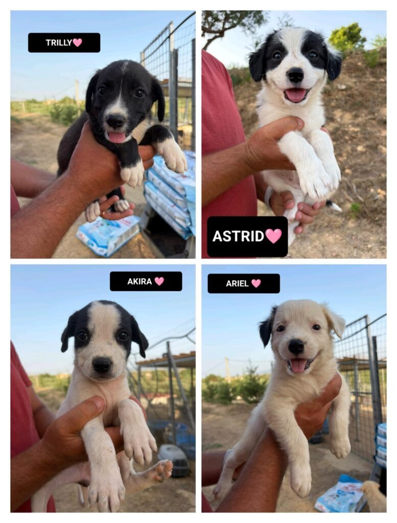 TRILLY, ASTRID, AKIRA e ARIEL