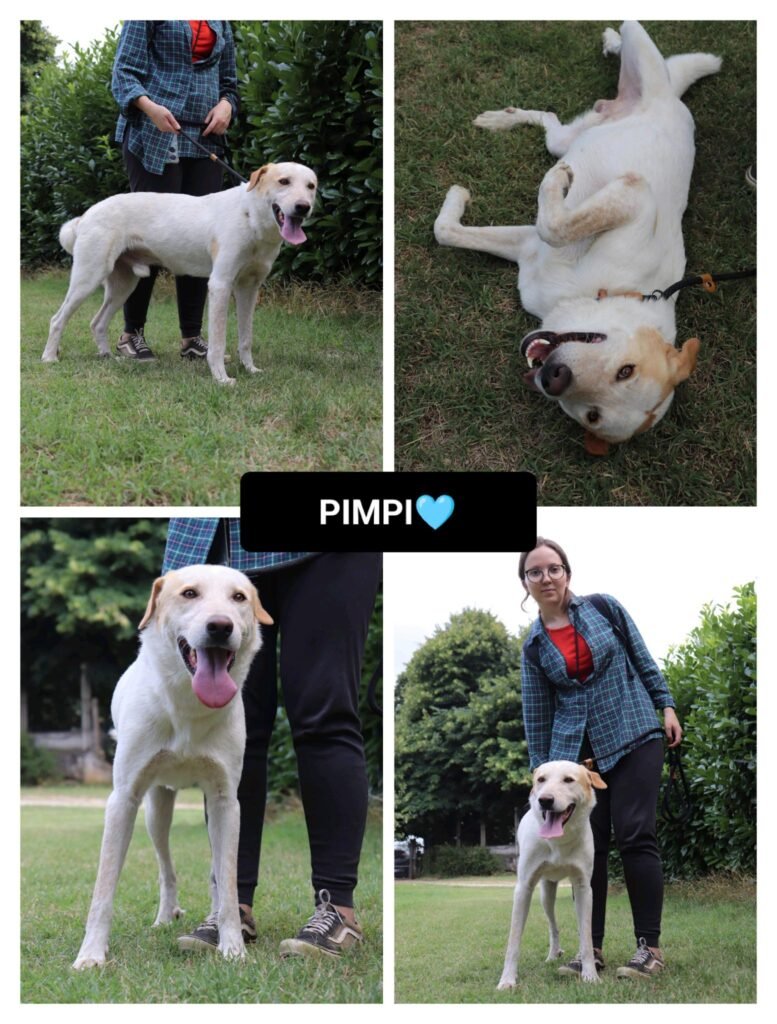 PIMPI