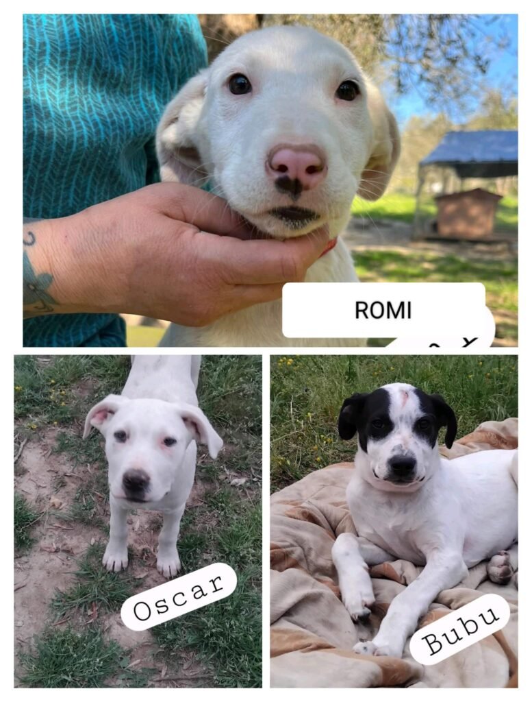 BUBU, ROMI e OSCAR