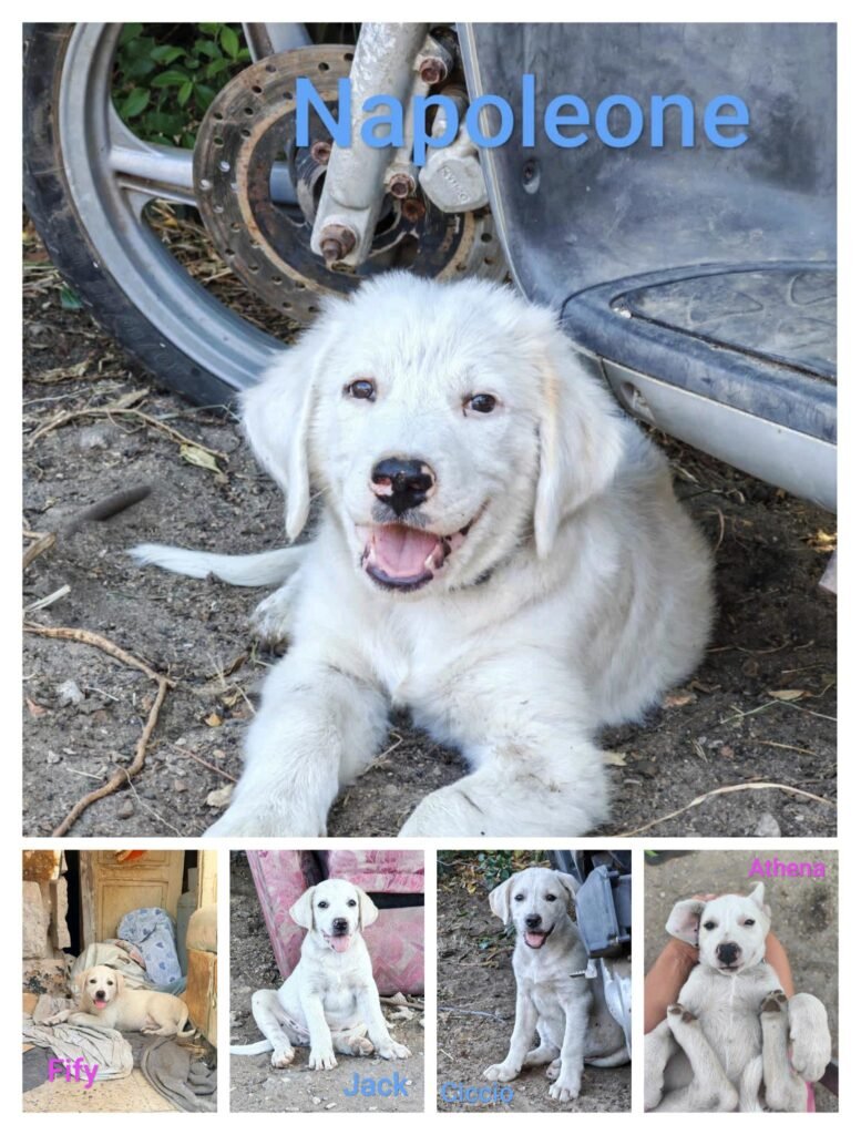 NAPOLEONE, CICCIO, JACK, ATHENA e FIFY