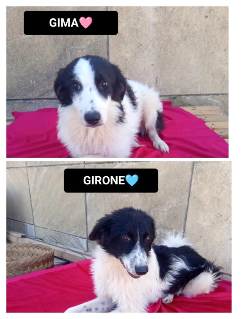 GIRONE e GIMA