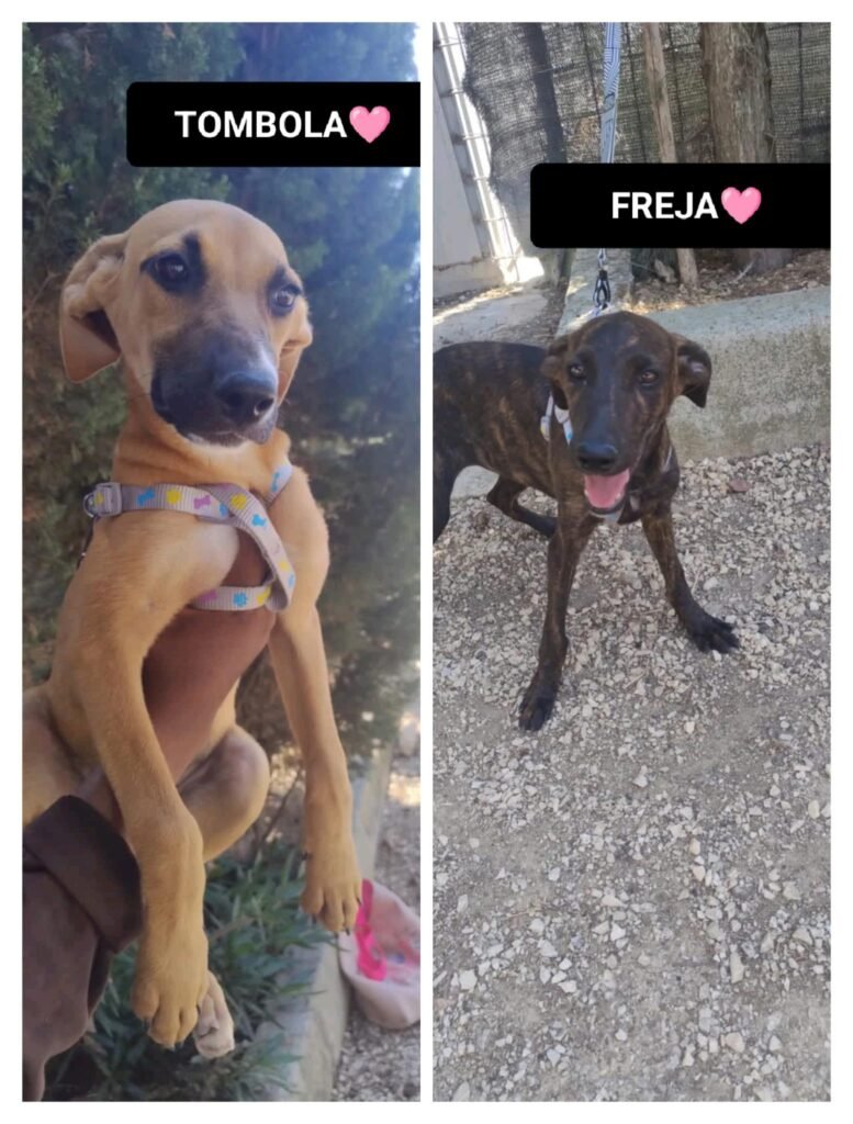 TOMBOLA E FREJA