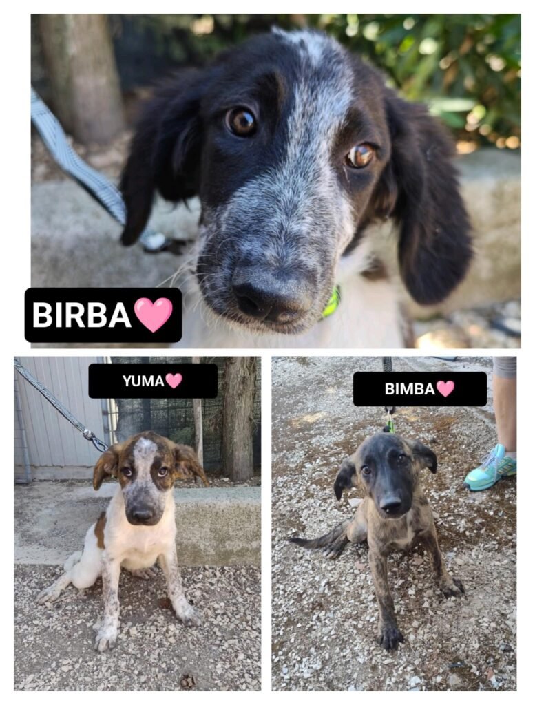 BIRBA, YUMA E BIMBA