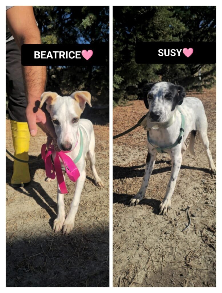 BEATRICE e SUSY