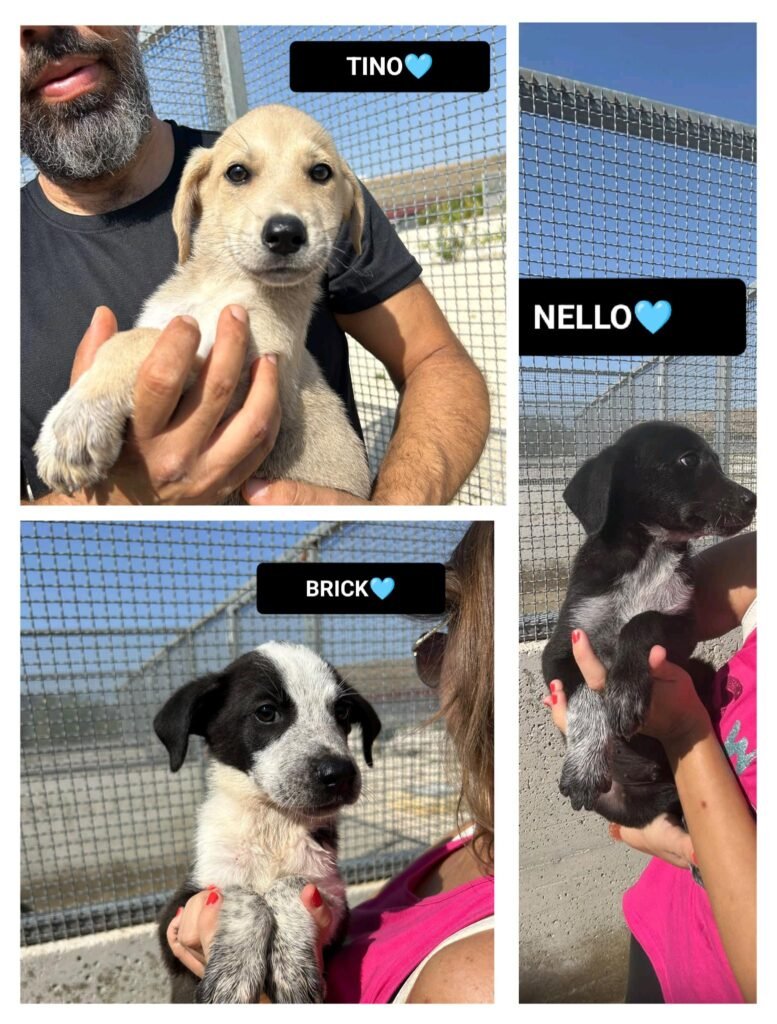 NELLO, BRICK E TINO