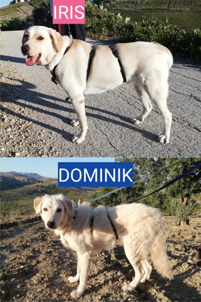 IRIS e DOMINIK