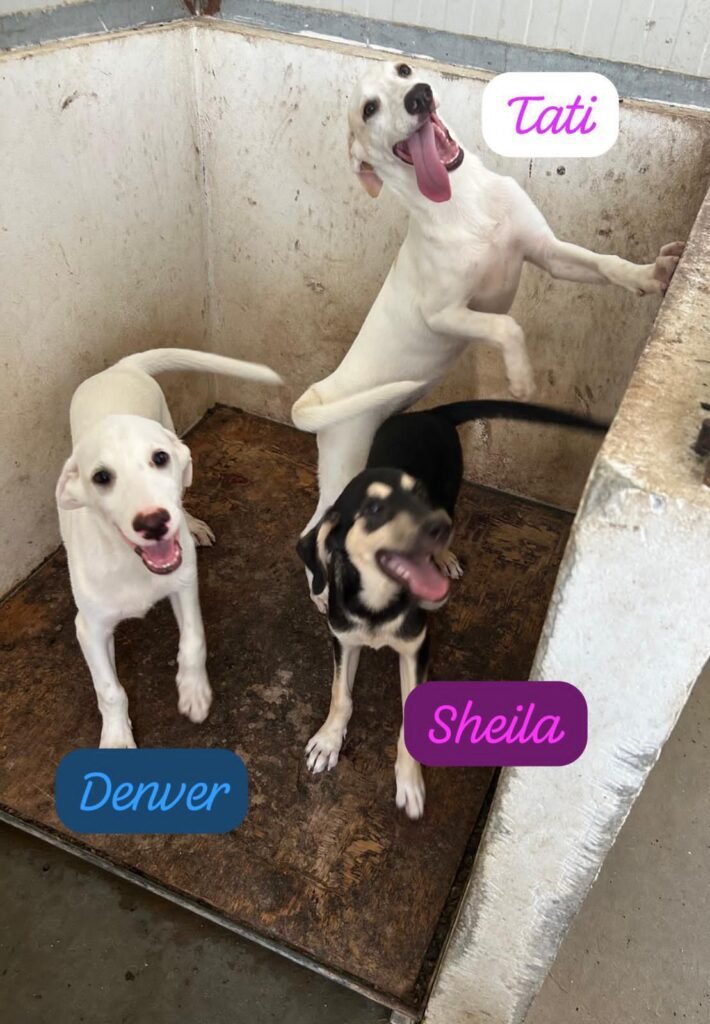 DENVER, TATI, SHEILA