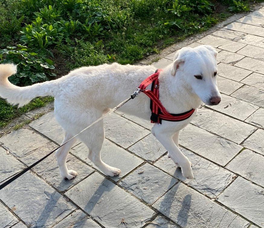 MAURO