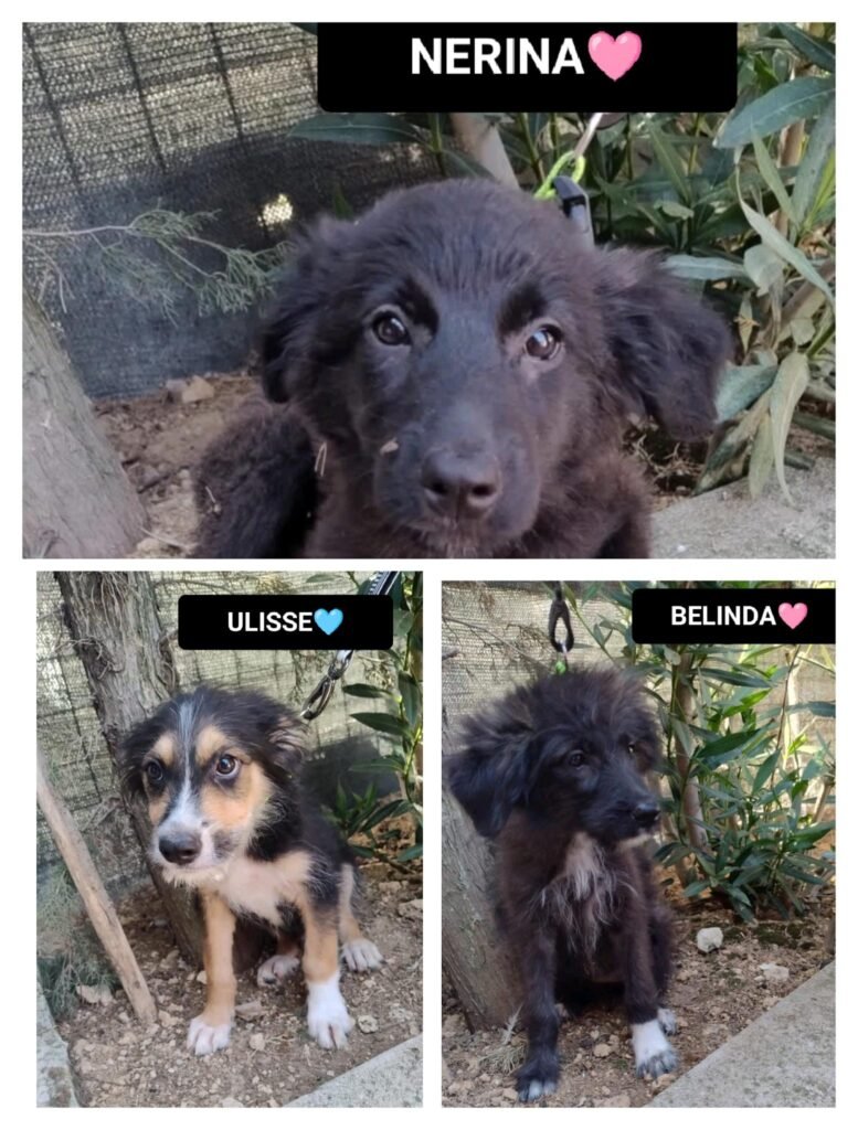 ULISSE, NERINA E BELINDA