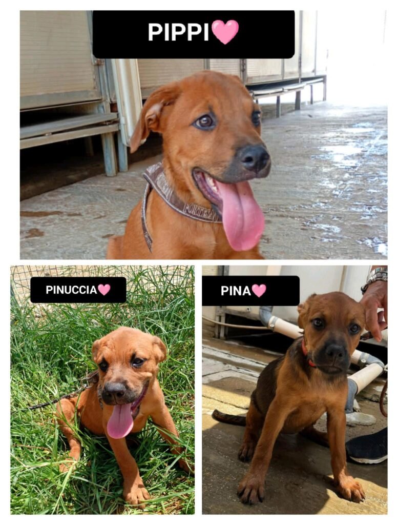 PINA, PINUCCIA, PIPPI