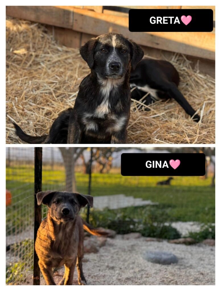 GINA e GRETA