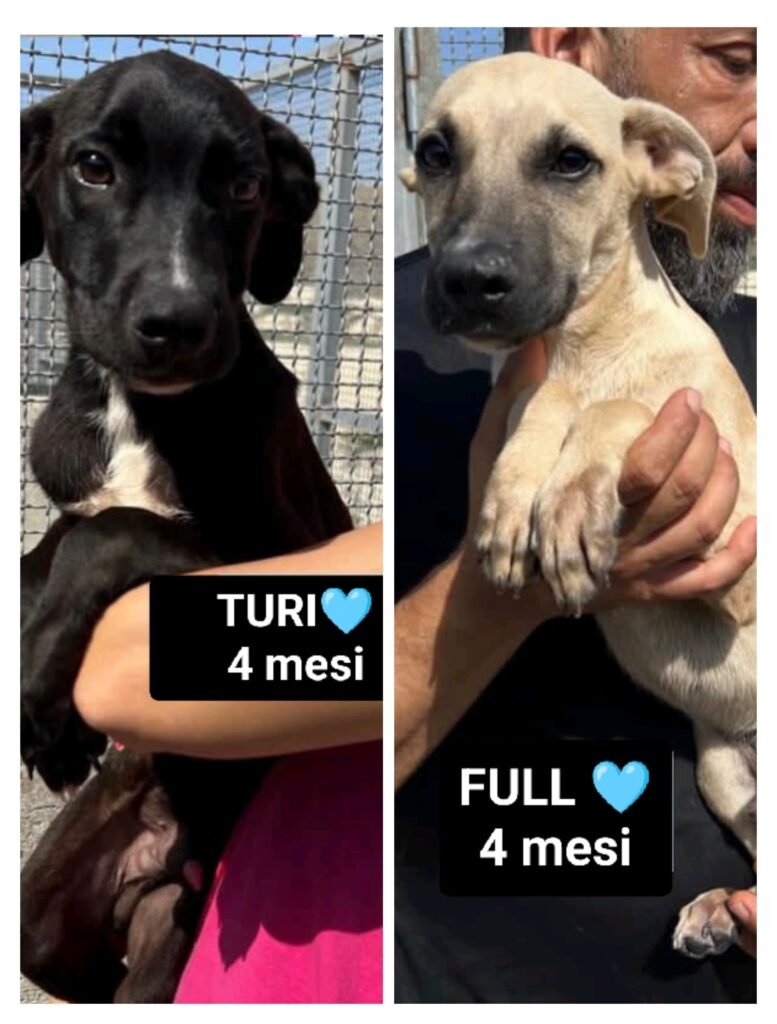 TURI E FULL