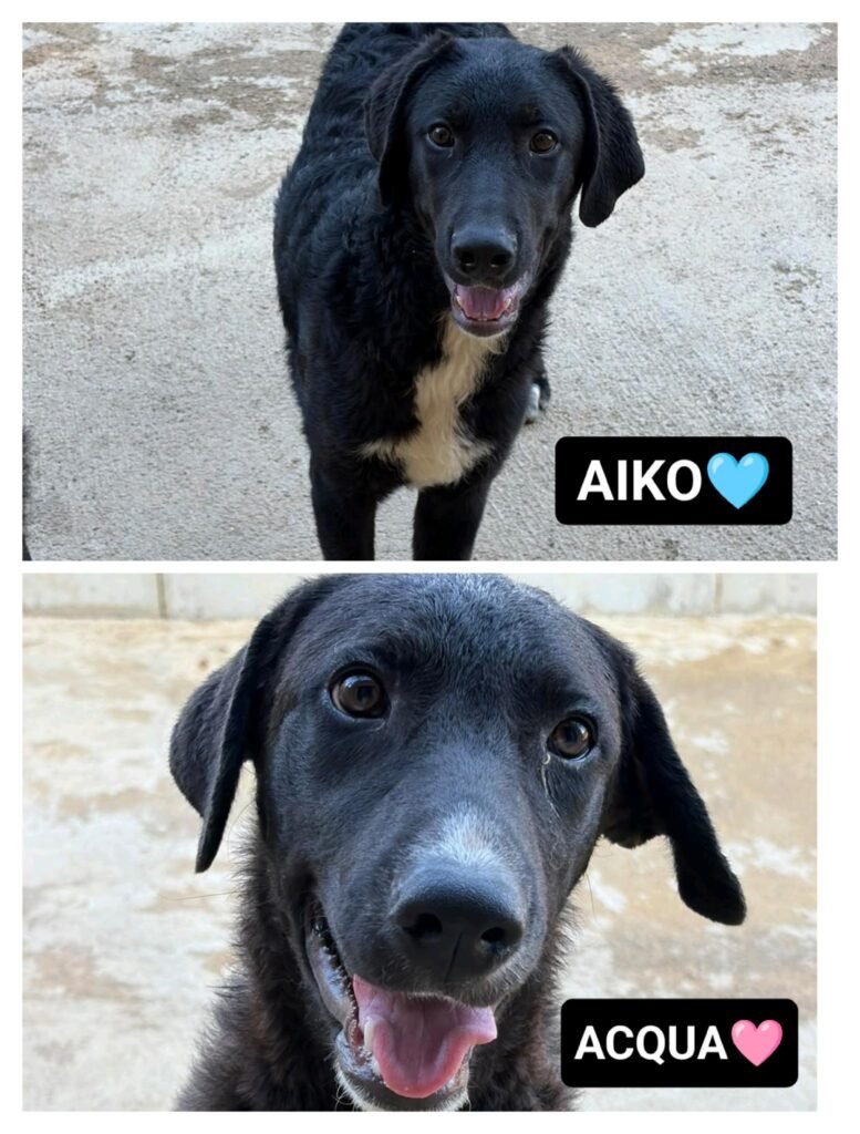 AIKO e ACQUA