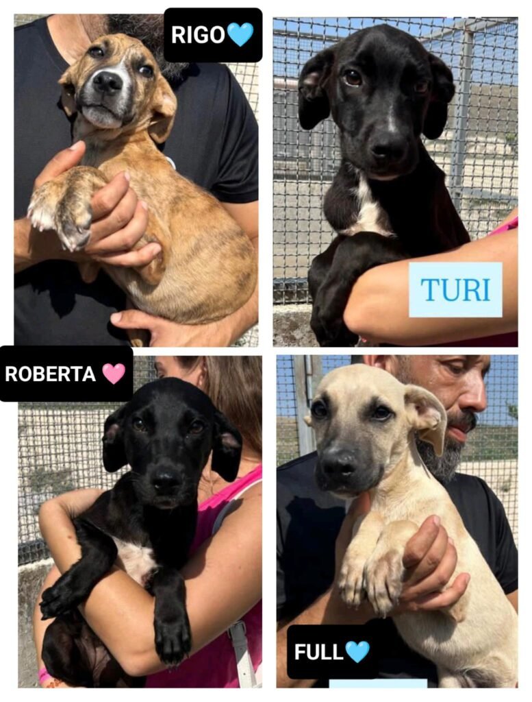 ROBERTA, FULL, RIGO, TURI