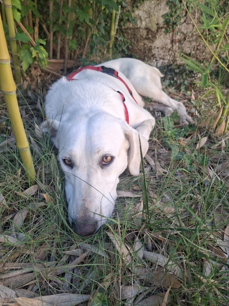 CLOE