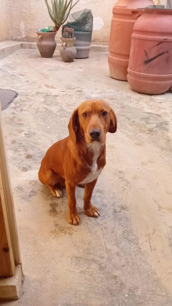 OSCAR