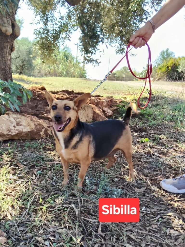 SIBILLA