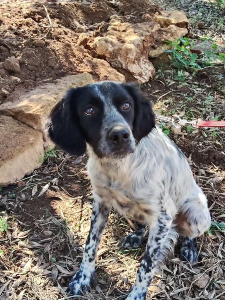 GOLIA