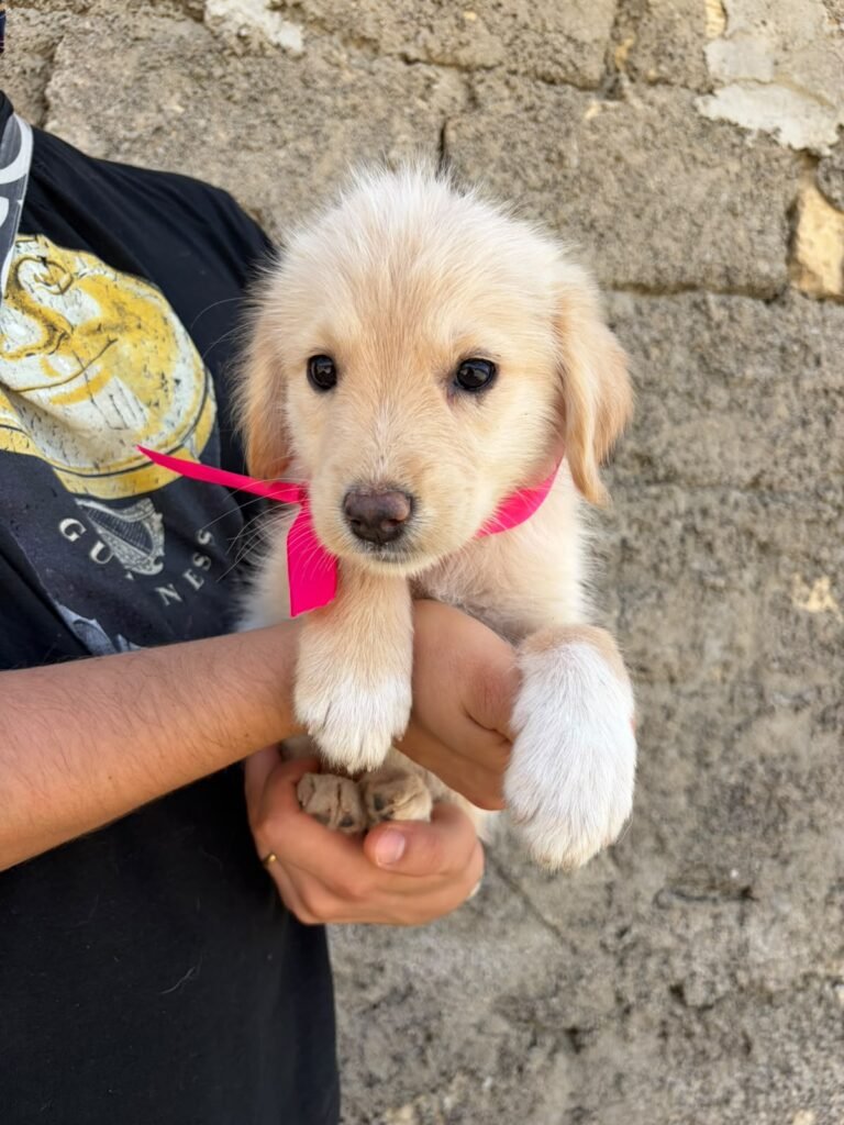 NALA