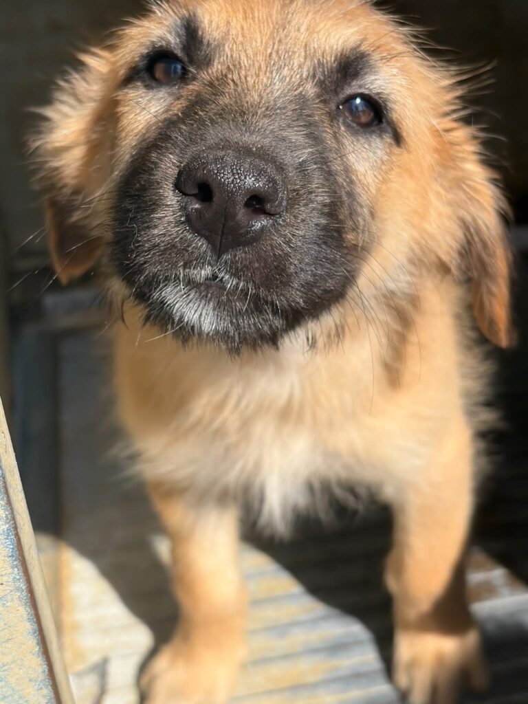 SIMBA