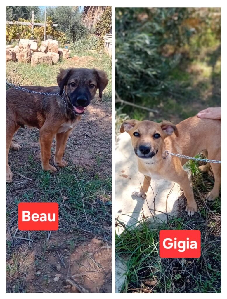 GIGIA E BEAU