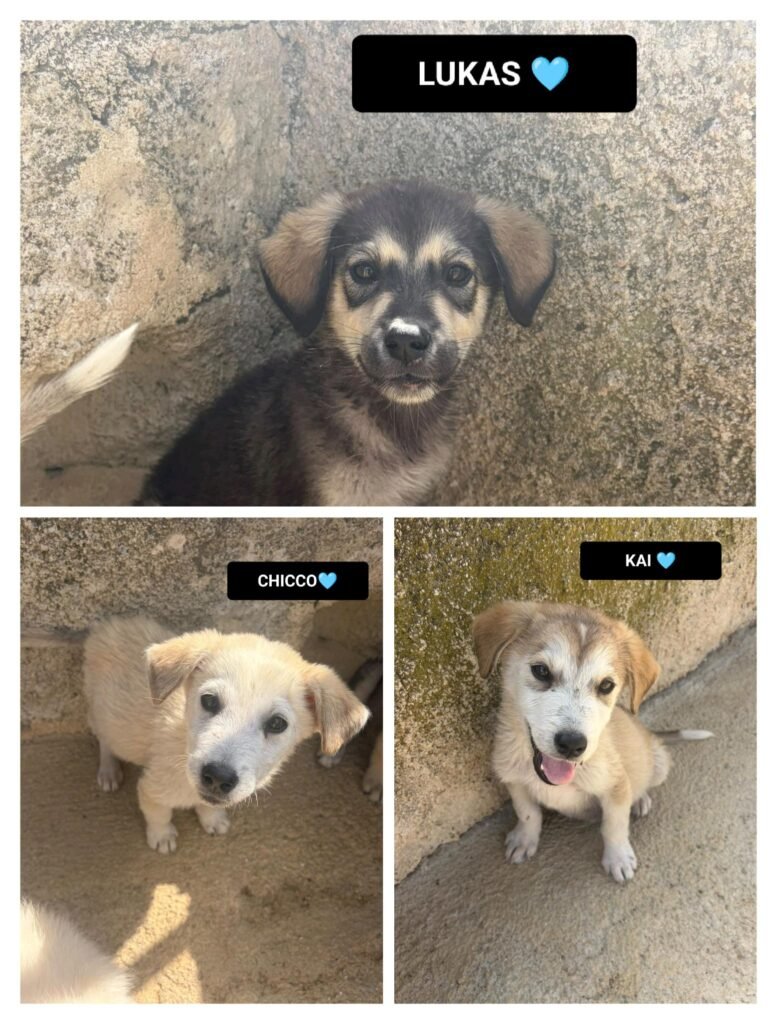 CHICCO, LUKAS, KAI