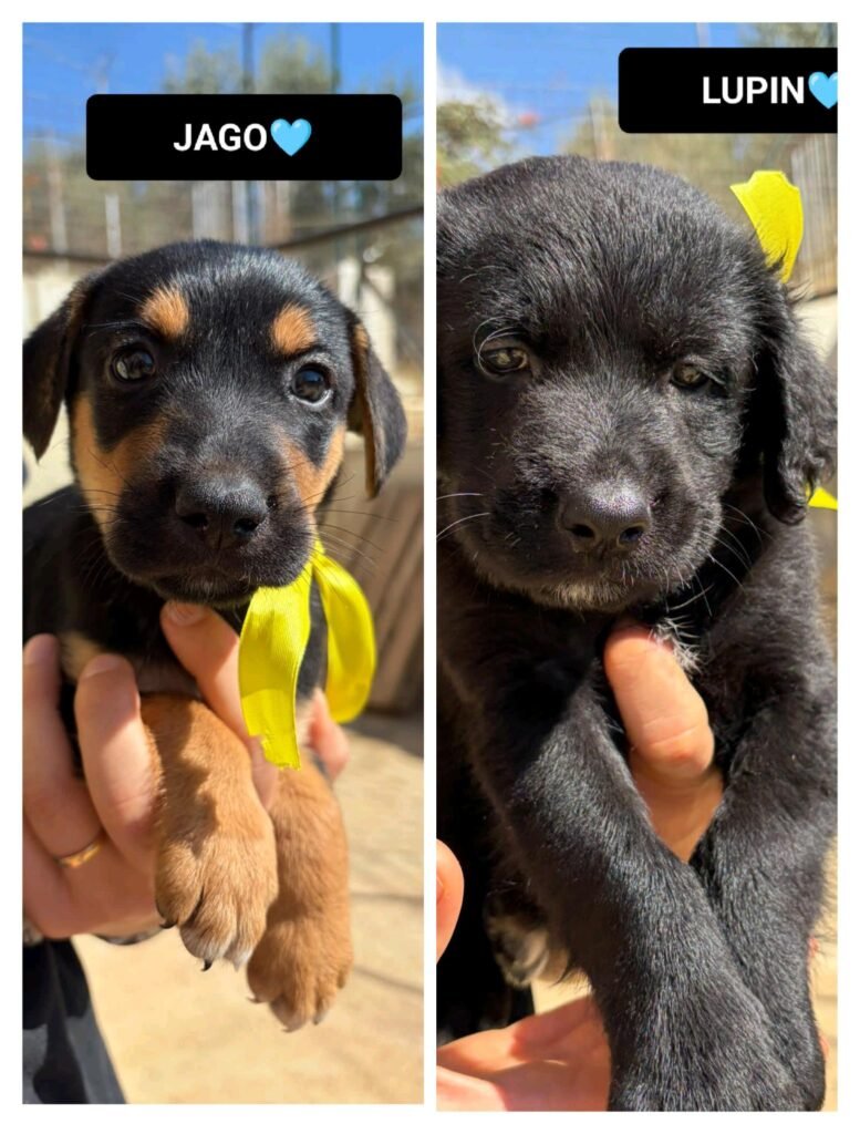JAGO E LUPIN