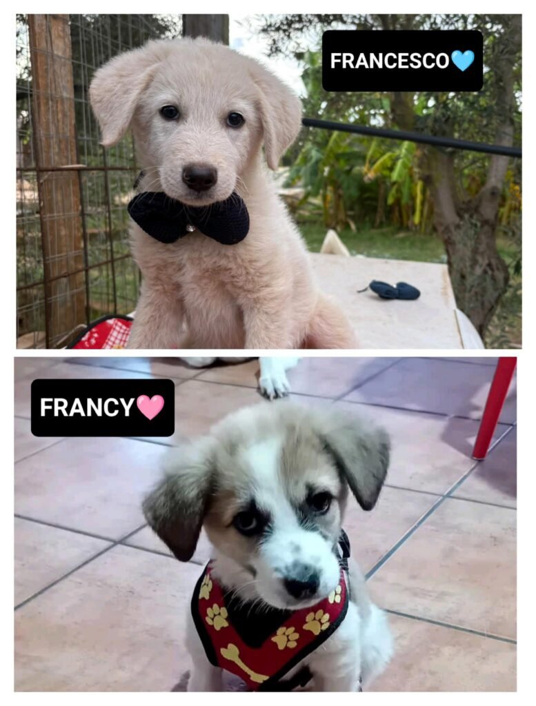 FRANCY E FRANCESCO