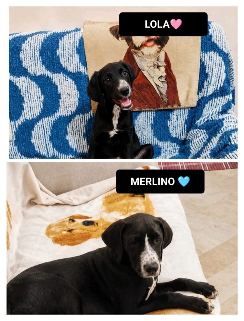 LOLA e MERLINO