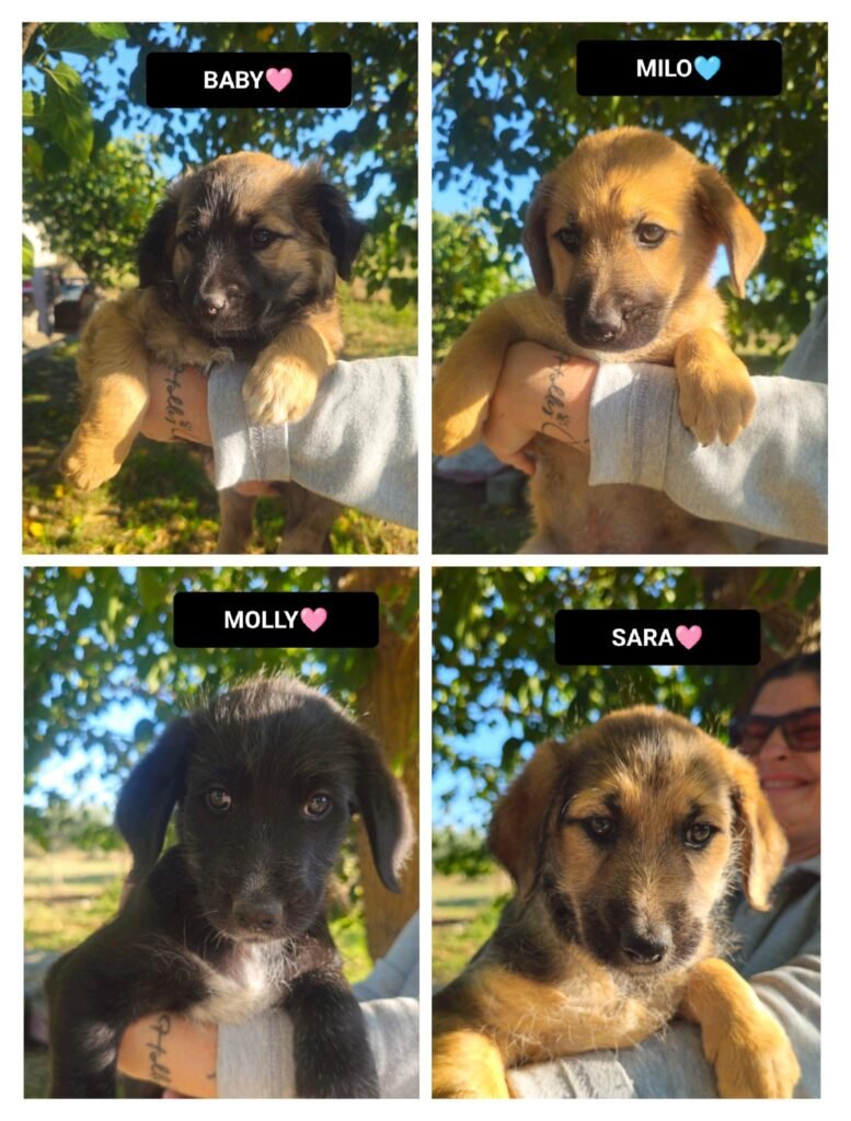 BABY, MILO, MOLLY E SARA
